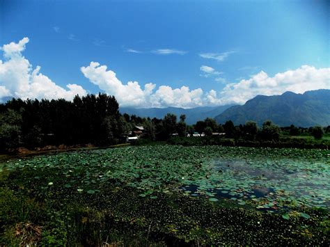 CHINAR SHADE : KASHMIR AND LOTUS ( PLANT, FLOWER AND SEEDS )