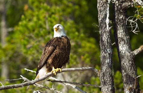 Nootka Wilderness Lodge (Campbell River, British Columbia) - Resort Reviews - ResortsandLodges.com