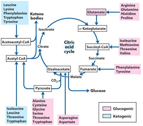 13. Amino acid metabolism; the fate of the carbon skeleton – greek.doctor