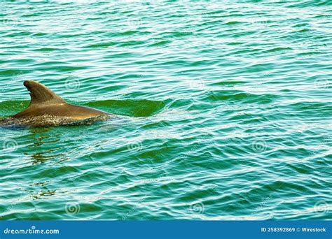 Dolphin Swimming Underwater in the Green Ocean in Daylight Stock Image - Image of beauty ...