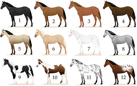 A Horse of Many Colors Online Trivia | Horse Colours | 12 Questions