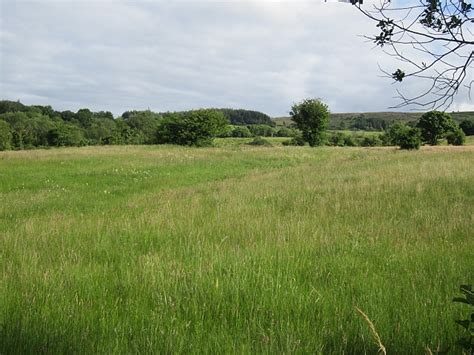 Silage crop © Richard Webb cc-by-sa/2.0 :: Geograph Britain and Ireland