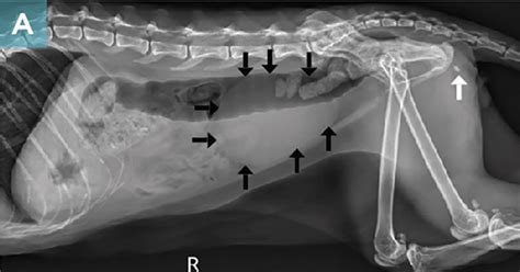 Diagnosing and Managing Feline Lower Urinary Tract Disease