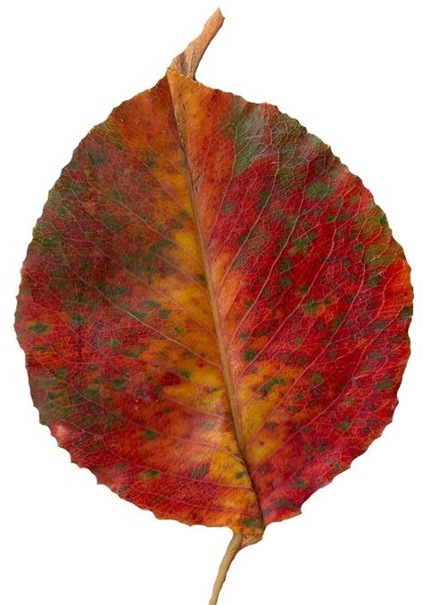 Fall Leaves Scanned Texture Pack - 81 Textures free Texture | CGTrader