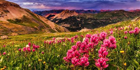 Common Wildflowers Found in Colorado | Where & When To See