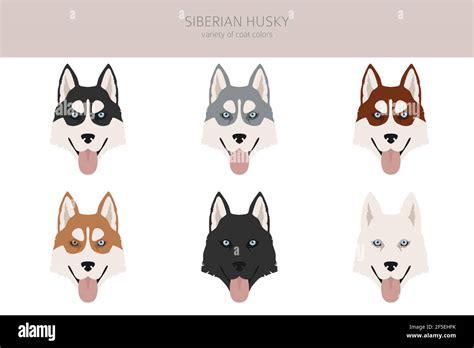 Siberian husky poses, coat colors set. Vector illustration Stock Vector ...