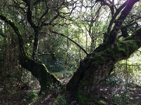 1000-year old Milkwood tree in the magical indigenous forest of the Platbos Forest Retreat ...