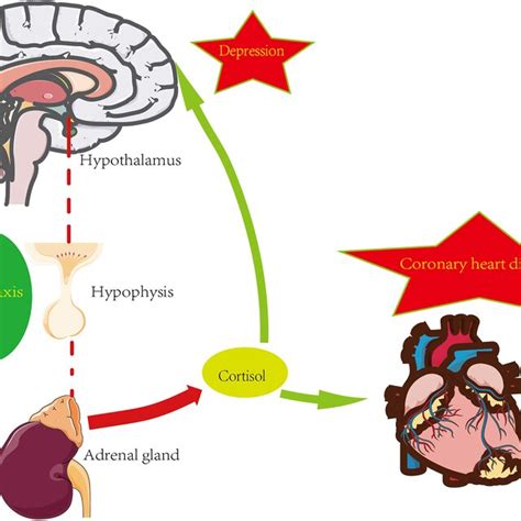 HPA axis and psycho-cardiology diseases. | Download Scientific Diagram