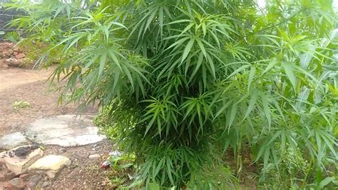 History of Cannabis and Role of Hemp Cultivation in the Economies of India and Uttarakhand ...