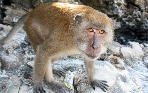 "Monkey Island, Koh Phi Phi, Thailand" by SBJC | Redbubble