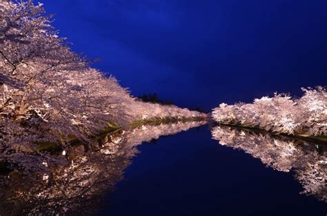 Top 5 Spots in Japan for Cherry Blossom Night Viewing | Cherry blossom, Japan, Blossom