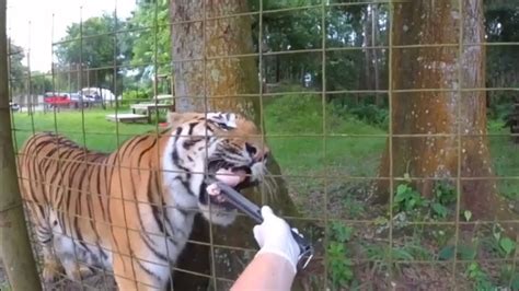 FEEDING TIGERS!! - YouTube