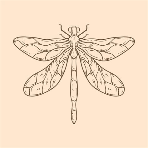 Beautiful Dragonfly Outline Illustration - Vector Templates | IMGPANDA ...