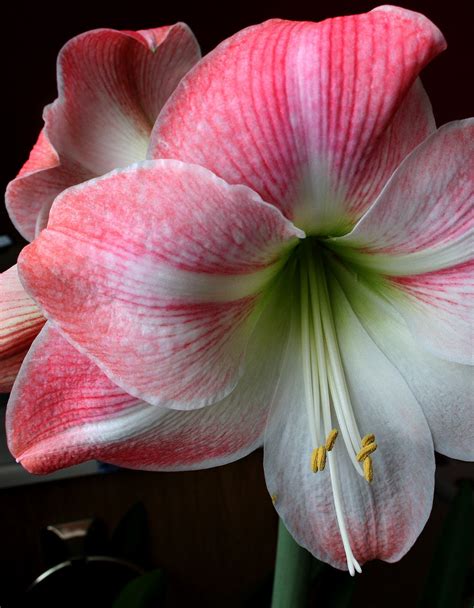 Amaryllis Flower