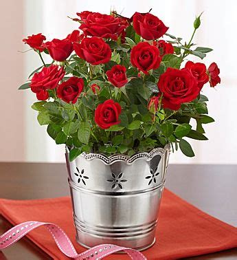 How To Look After Indoor Rose Plants - George Mitchell's Coloring Pages