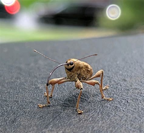 I thought some here might get a kick out of this lil' acorn weevil. I ...