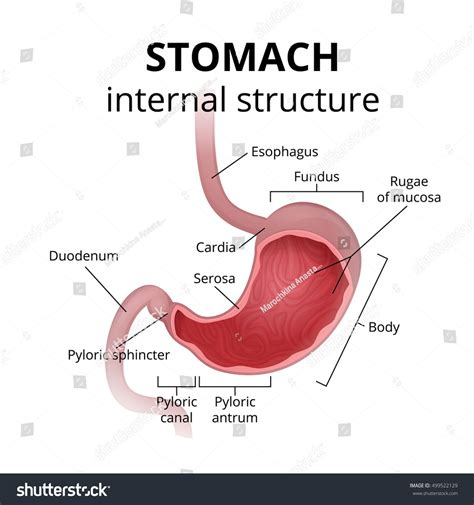 Simple stomach diagram | Stomach structure | Stomach Anatomy | Stomach ...