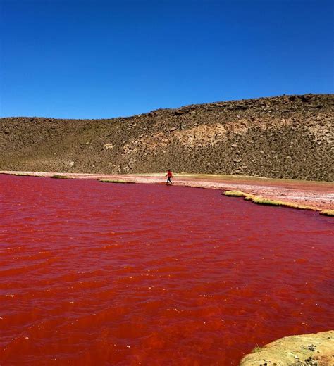 Laguna Roja: un enigma imperdible del norte de Chile - Mipueblo.es