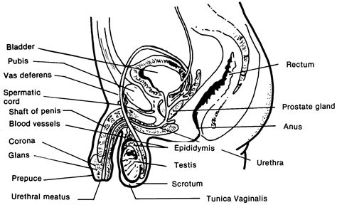 Parts Of Male Reproductive System - Ejercicio Online De Male ...