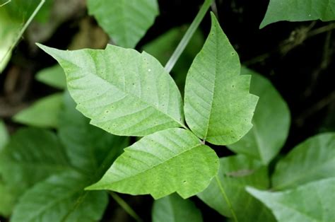 The real science of Poison Ivy reveals an even deadlier real-life villain