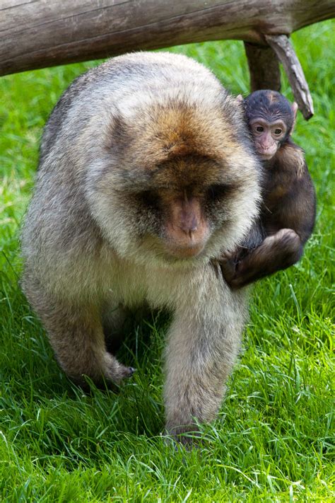 Baby Monkey Holding Mom Free Stock Photo - Public Domain Pictures
