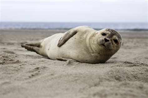 Seals on the Beach at Cape Henlopen | Shorebread