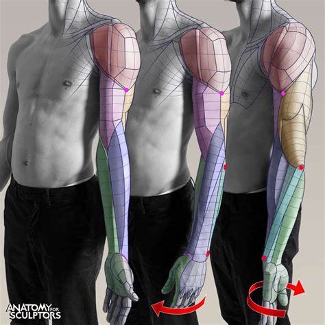 Anatomy For Sculptors - Supination, semipronation, and forced pronation ...