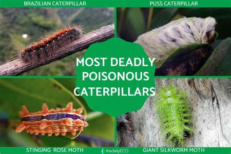 Most Deadly Poisonous Caterpillars in the World - With Photos