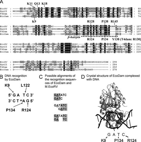 Sequence and structure comparisons of M. EcoRV and EcoDam. A, multiple... | Download Scientific ...