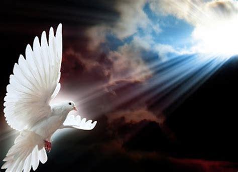 67 Not Out: White Doves Seen Following A Bereavement