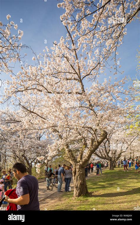 High Park Cherry Blossoms Stock Photo - Alamy