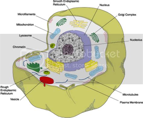 Sel (biologi) kelas 11 SMA - Blog Pelajar