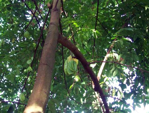 Balimbing: A Starfruit for all Seasons - Philippine Morning Post