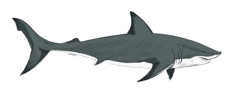 Illustration drawing style of shark - Download Free Vectors, Clipart Graphics & Vector Art