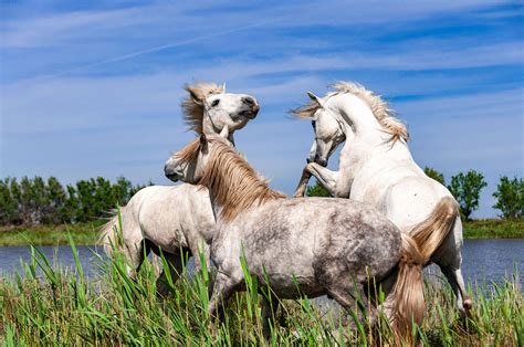 Explore Camargue on horseback | Equus Journeys