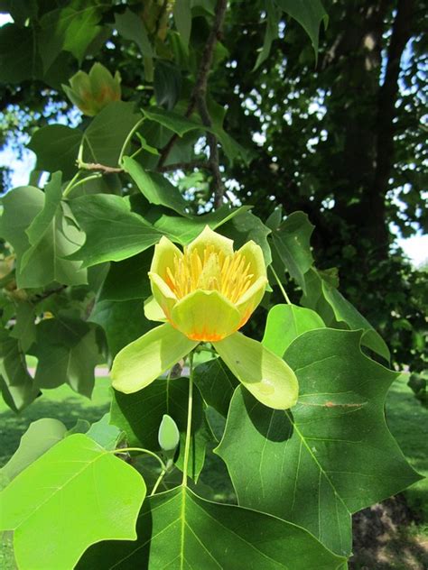 Tulip Poplar Trees - Quick Facts and Pictures