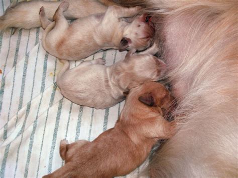File:Newborn Golden Retriever Puppies.JPG - Wikimedia Commons