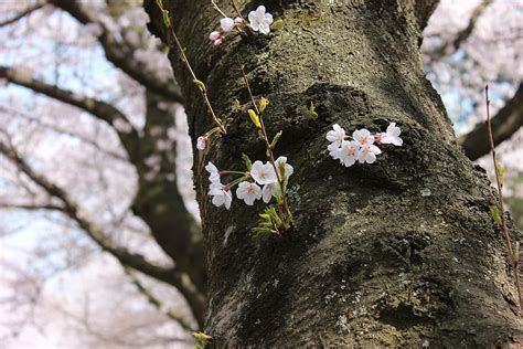 5120x2880px | free download | HD wallpaper: jeju island, cherry blossom ...