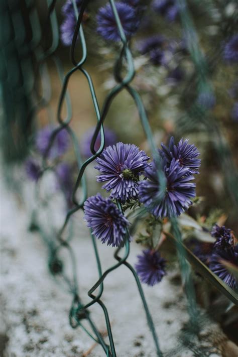 Purple Flowers On Green Chain Link Fence · Free Stock Photo