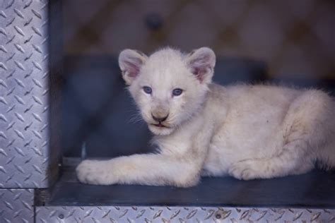 White Lion Cubs (Pic 1 of 4) - ZooChat