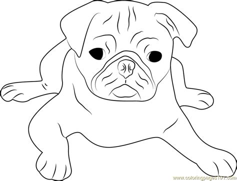 Pug Face Drawing at GetDrawings | Free download