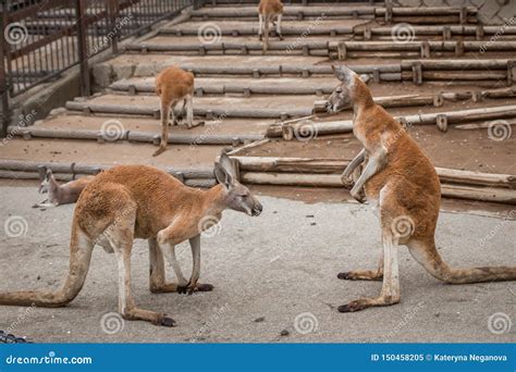 Red Australian Kangaroo Fighting Stock Image - Image of animals, marsupial: 150458205