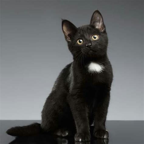 Black kitten with a white spot on chest ️ | Cute black cats, Beautiful cats, Black cats rock