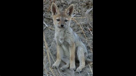 Baby Jackal in City. | Animals beautiful, Jackal, Animals