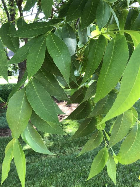 Carya illinoinensis (Hardy Pecan, Pecan) | North Carolina Extension ...