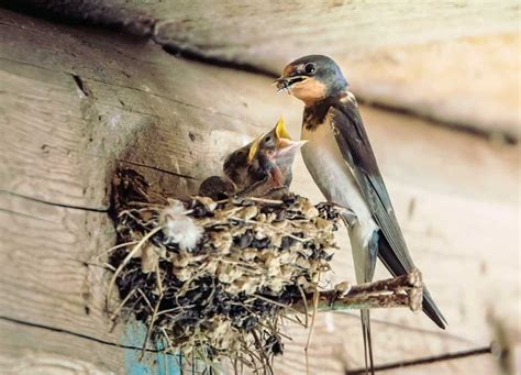 Variasi Jenis Burung Walet Dan Sarang yang Dihasilkannya - Thegorbalsla