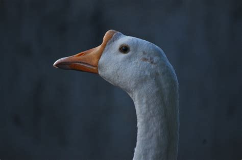 Berkeley Pit Geese - Hillside Community Church