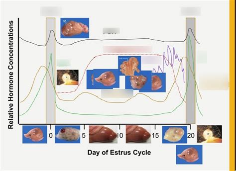 RP Estrus cycle hormones Diagram | Quizlet