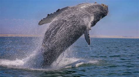 Whale watching and boat tours, San Luis Obispo, Pismo Beach, Avila ...