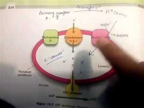 Chemiosmotic Hypothesis - YouTube